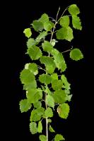 Peuplier tremble - Rameau avec feuilles (Populus tremula) 